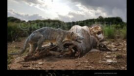 מורשת אמצע אריה סיור נראה לעין בפאונה פרהיסטורית 1 מורשת לב אריה: מתאר פאונה פרהיסטורית באמנות